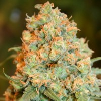 Critical Super Silver Haze